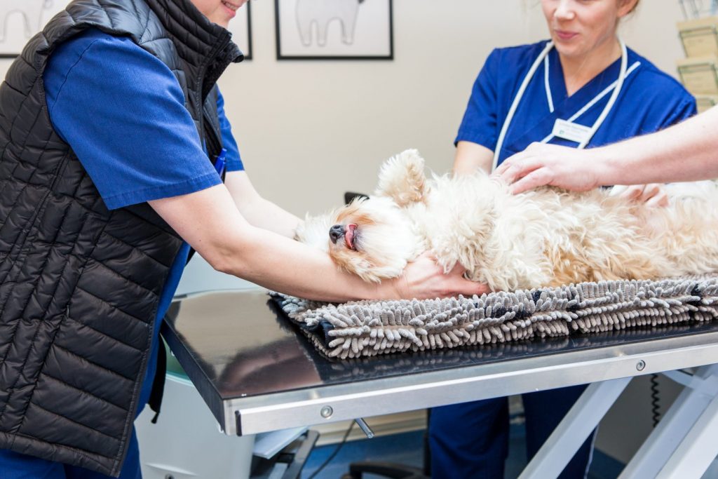 två veterinärer håller i en hund som får ett ultraljud